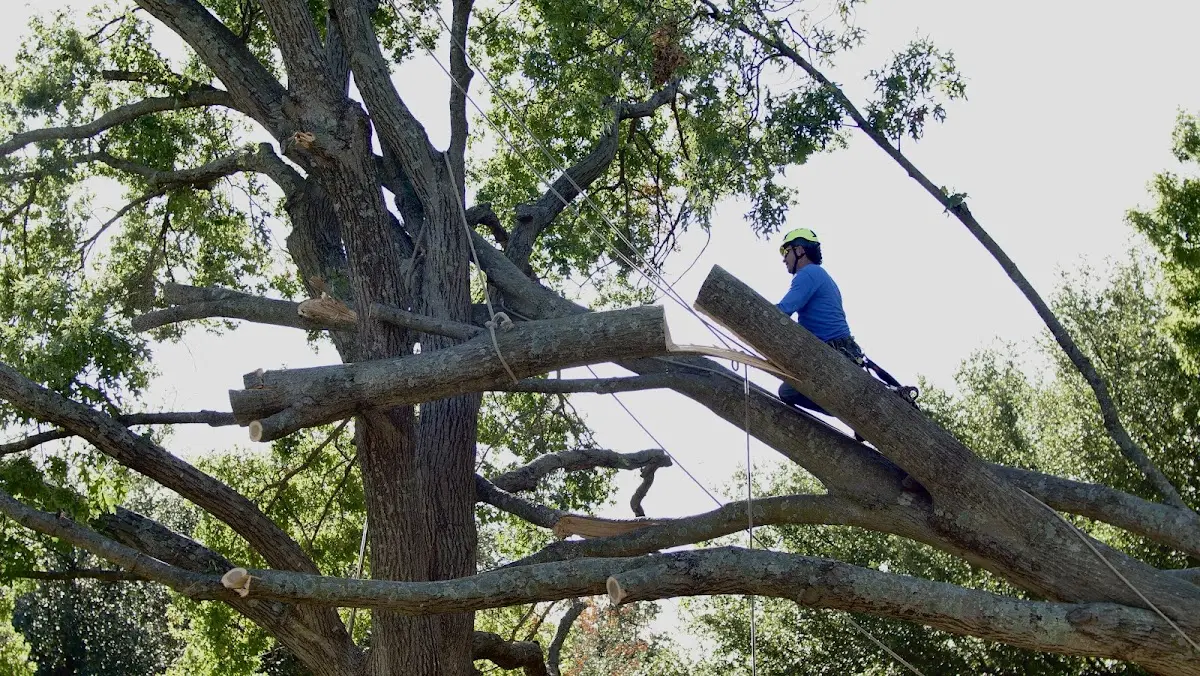 Professional Hazardous Tree Removal performed by certified arborists in Grandy